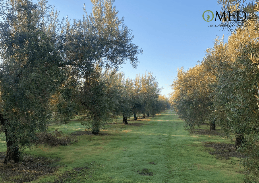 Granada in EVOO: Olive grove guided tour and sensory tasting - Olive grove walk at the foot of the Sierra Nevada (and the millenary tree)
