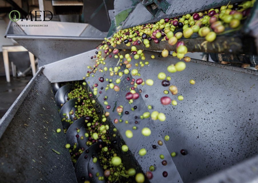 Granada in EVOO: Olive grove guided tour and sensory tasting - Vinegar tasting: the bonus that makes your next meal more fun