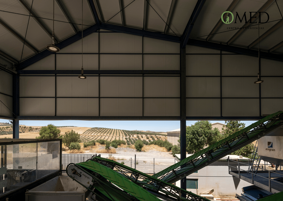 Granada in EVOO: Olive grove guided tour and sensory tasting - When timing matters: October harvest and seeing the machinery