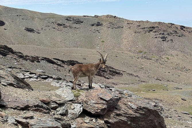 Hiking experience in the High Sierra Nevada National Park - Getting from central Granada to the Sierra Nevada road fast