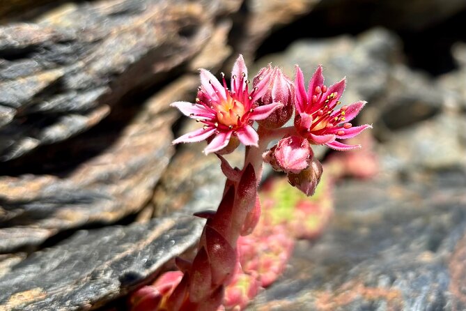 Hiking experience in the High Sierra Nevada National Park - Tajos del Campanario: the steep finish and the 10,000 ft+ reality