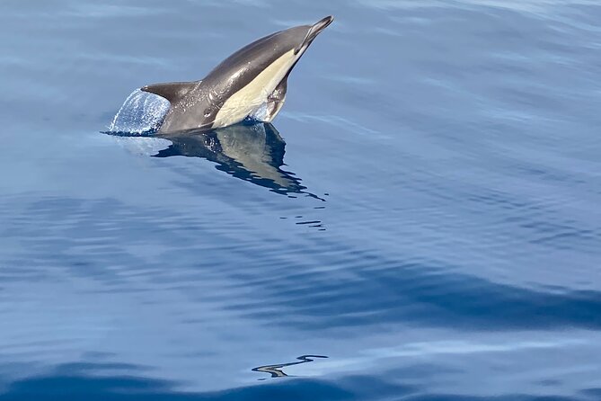 La Herradura: Sailboat with a view of dolphins-Shared - What You See While Sailing: Cliffs, Coves, and Marine Life