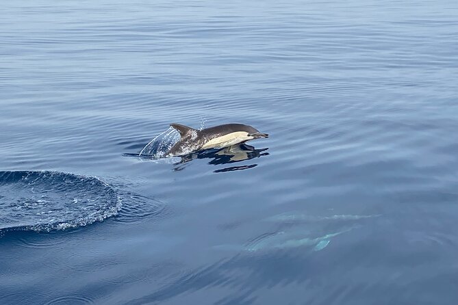 La Herradura: Sailboat with a view of dolphins-Shared - How Long It Really Takes (and Why 3 Hours Hits the Sweet Spot)