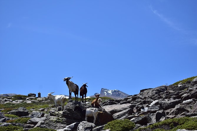 Sierra Nevada Tour (Granada) - Getting From Granada to the 2,500m High Point (Without Stress)