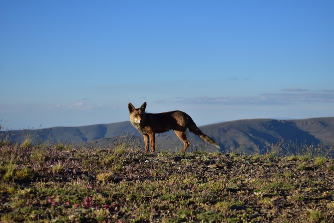 Sierra Nevada Tour (Granada) - Sierra Nevada National Park Stops: Big Views and a Comfortable Walk